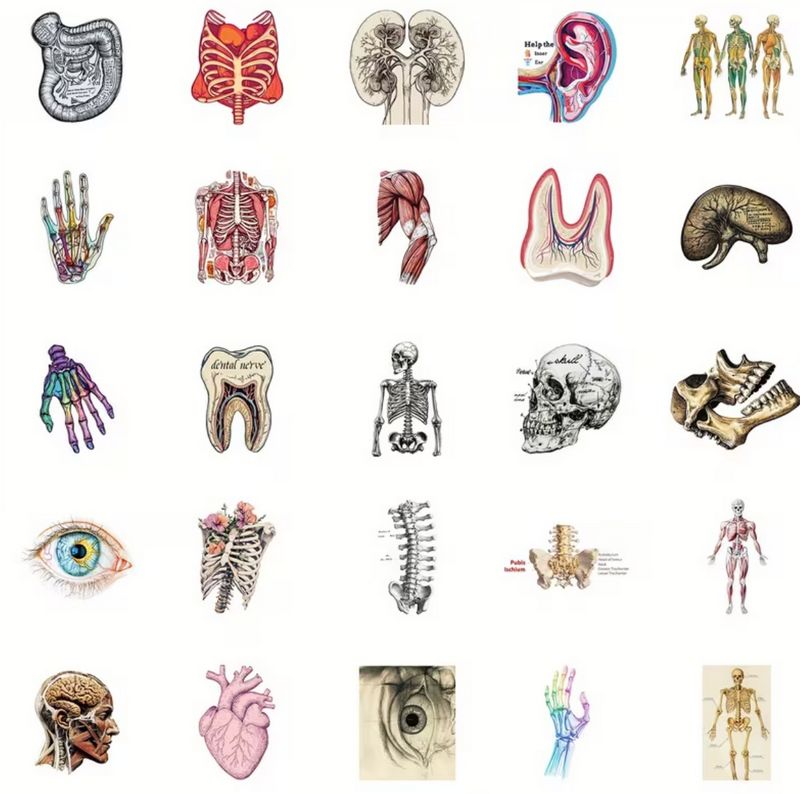 Set 50 samolepek lidské tělo a orgány 