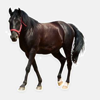 Samolepka (na auto, notebook) kůň (9)