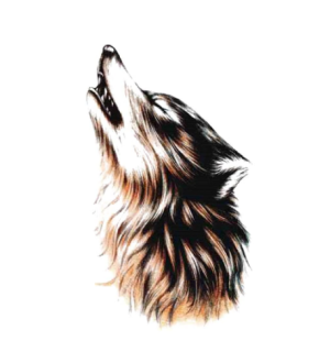 Samolepka (na auto, notebook) vlk (30)