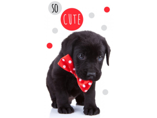 Ručník pes - štěňátko (30 x 50 cm)