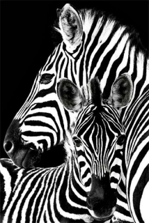 Plakát zebra